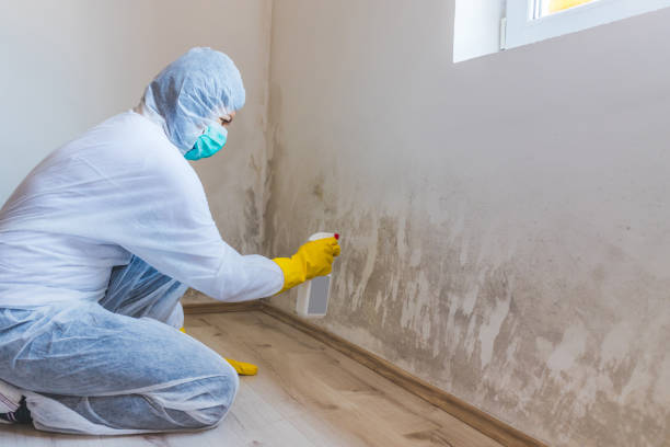 Licensed Mold Remediation service in Jefferson, TX - Car Mold Remediation